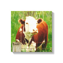 Cute Curious Cow 4Carrie