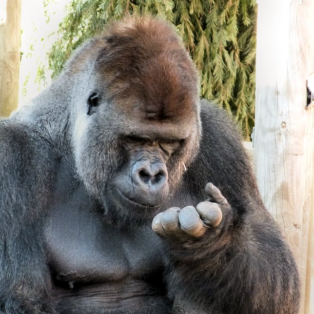 LIENZO CUTE GORILLA (Subido por el creador)