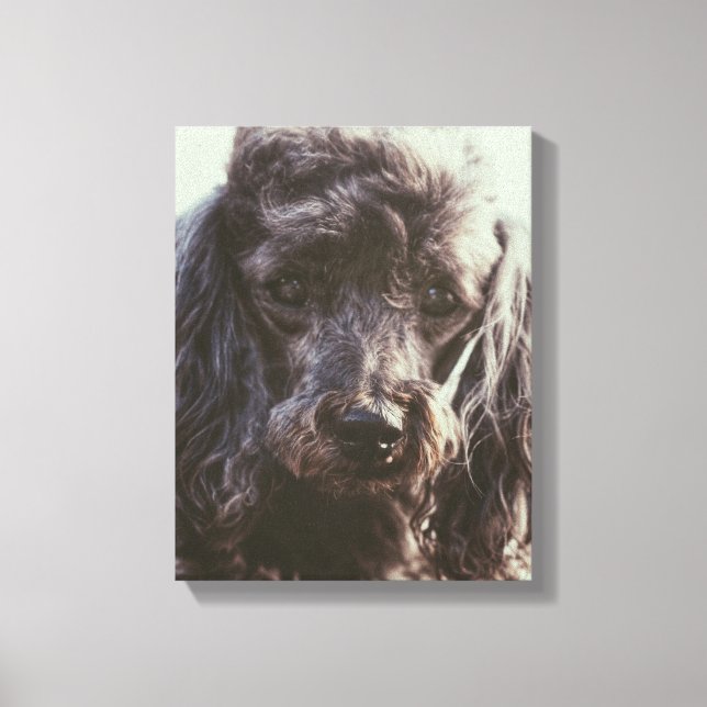 Lienzo Cute Poodle Dog Face Eyes (Anverso)