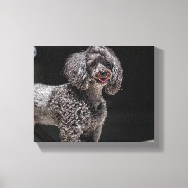 Lienzo Cute Poodle Dog Face Eyes Tongue (Anverso)