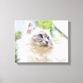 Lienzo Cute Ragdoll Cat Canvas