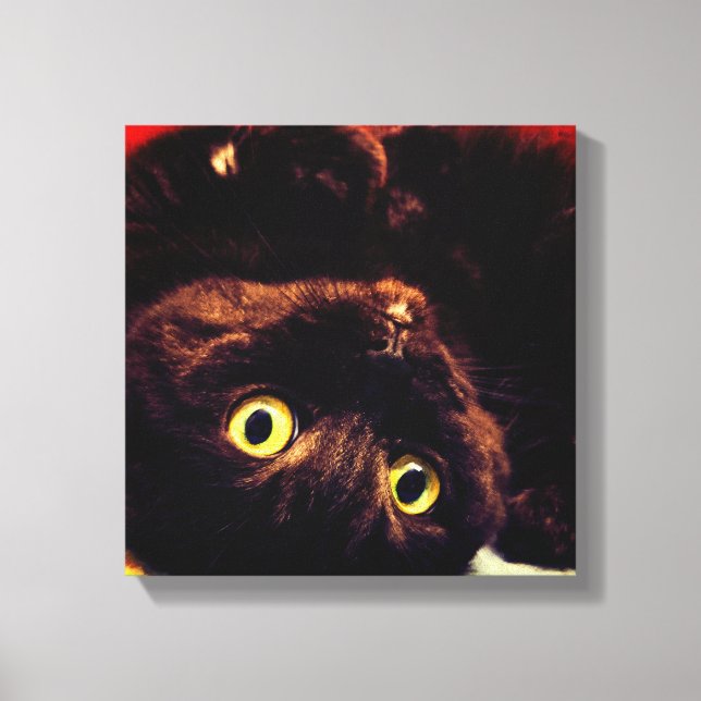 Lienzo Cute Scottish Fold Munchkin Cat (Anverso)