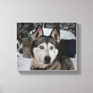 Lienzo Cute Siberian Husky