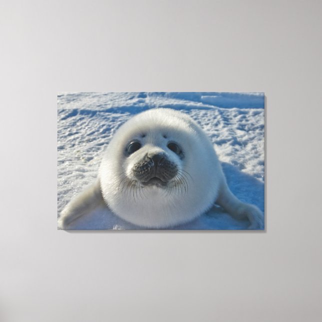Lienzo Cutest Baby Animals | Baby Seal (Anverso)