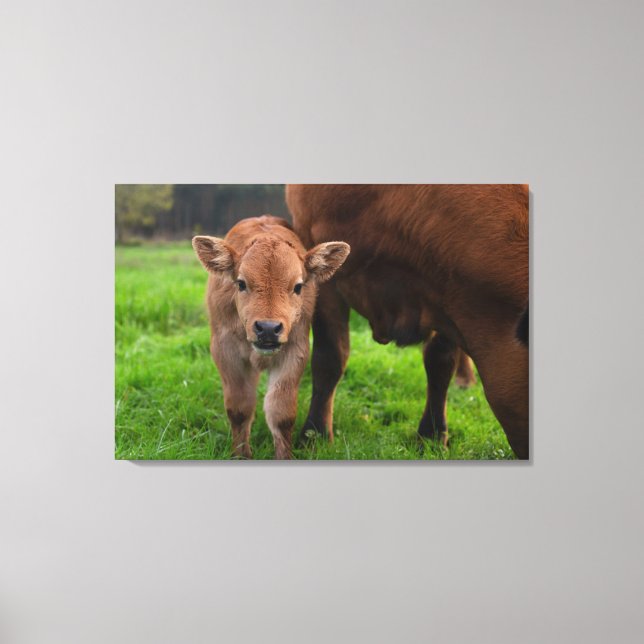 Lienzo Cutest Baby Animals | Cow & Calf (Anverso)