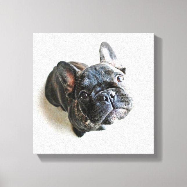 Lienzo Cutest Baby Animals | French Bulldog Look Up (Anverso)