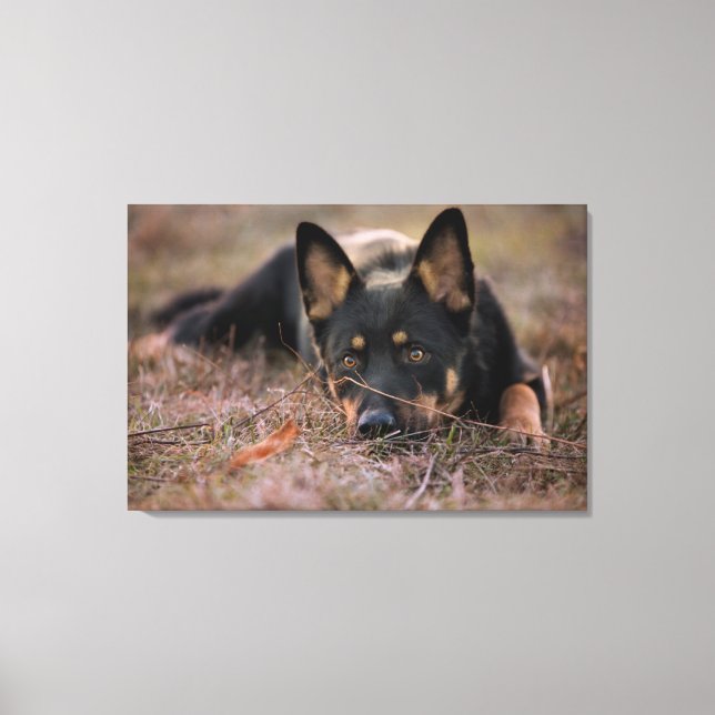 Lienzo Cutest Baby Animals | German Shepherd Puppy (Anverso)