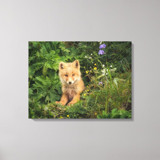 Lienzo Cutest Baby Animals | Red Fox at Umnak Alaska (Anverso)