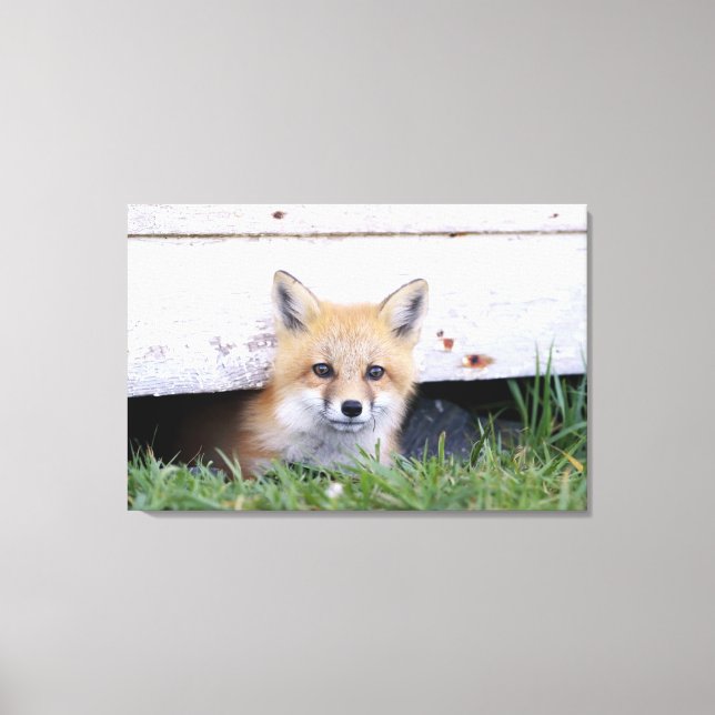 Lienzo Cutest Baby Animals | Red Fox Kit Peeking (Anverso)