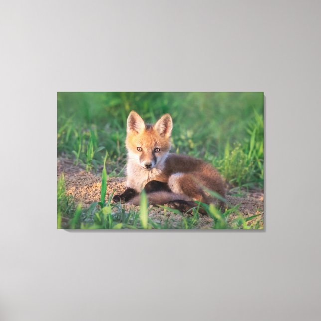 Lienzo Cutest Baby Animals | Red Fox Kit Relaxing (Anverso)