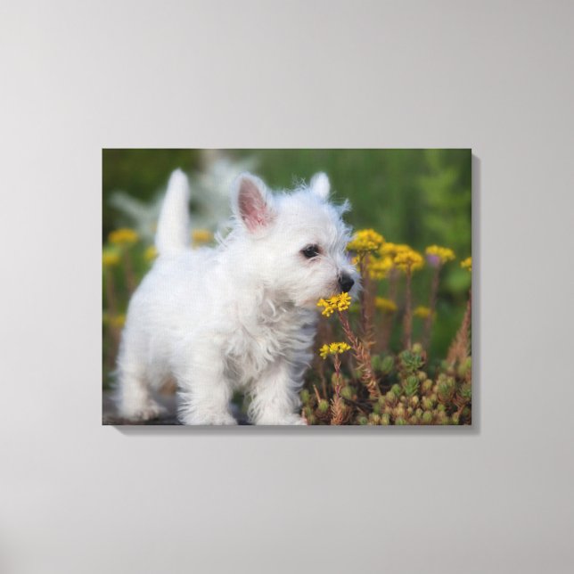 Lienzo Cutest Baby Animals | West Highland White Terrier (Anverso)