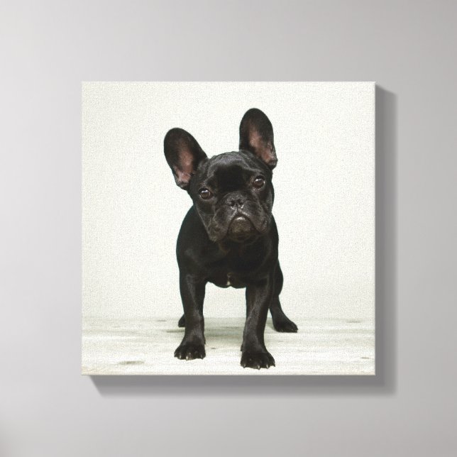 Lienzo Cutest French Bulldog Puppy (Anverso)