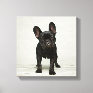 Lienzo Cutest French Bulldog Puppy