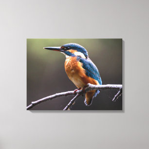 Lienzo Cuto y colorido Kingfisher o Ave Alcedinidae