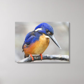 Lienzo Cuto y colorido Kingfisher o Ave Alcedinidae