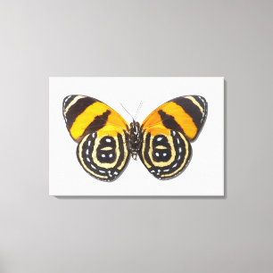 Lienzo Cynosura de Catagramma