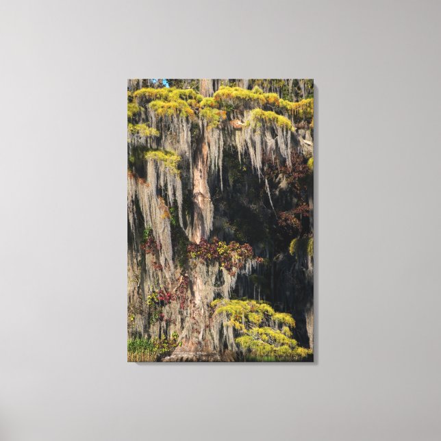 Lienzo Cypress solitario en un pantano inundado (Anverso)