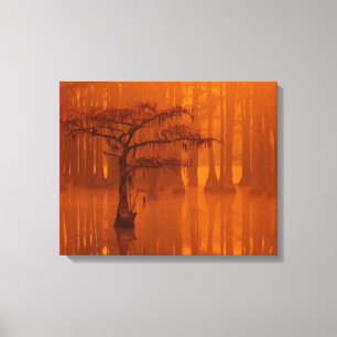 Lienzo Cypress Trees   Parque estatal George Smith
