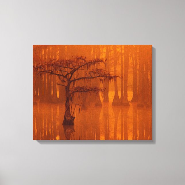 Lienzo Cypress Trees | Parque estatal George Smith (Anverso)