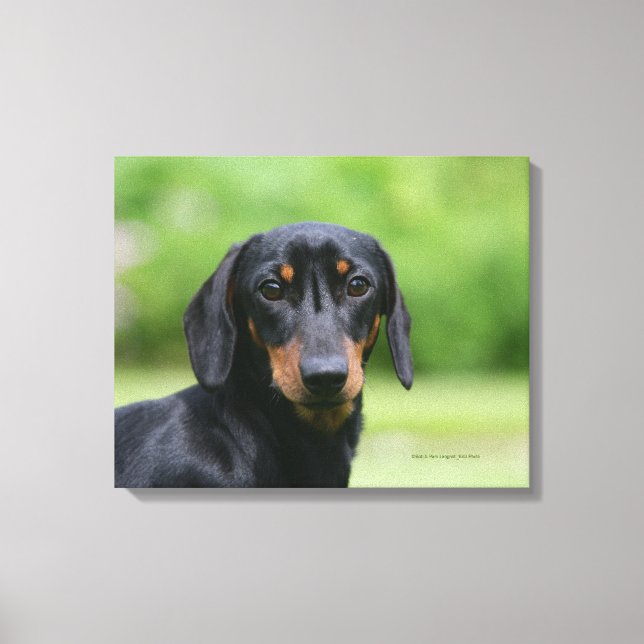 Lienzo Dachshund 1 negro y tan miniture (Anverso)