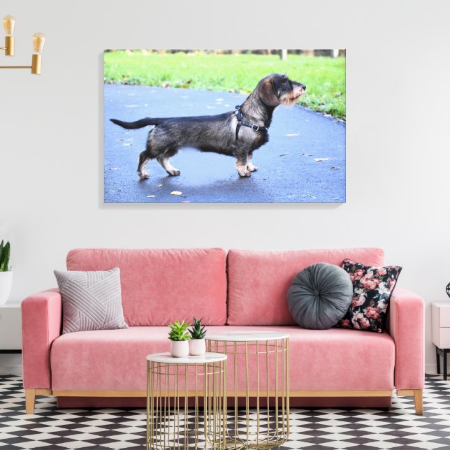 Lienzo dachshund cableado lleno (Insitu (Sala de estar))