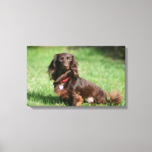 Lienzo Dachshund en miniatura de pelo largo y chocolate