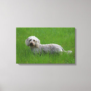 Lienzo Dachshund estándar Alambre-haired en hierba