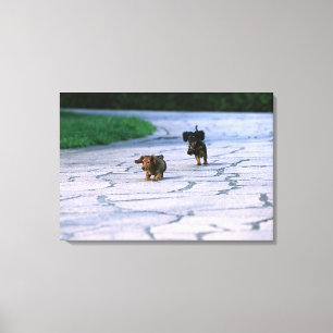 Lienzo Dachshund miniatura 3