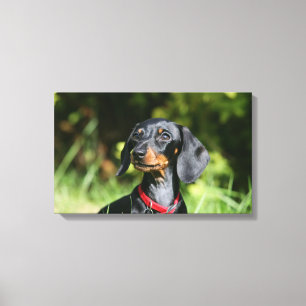 Lienzo Dachshund miniatura Liso-haired 3