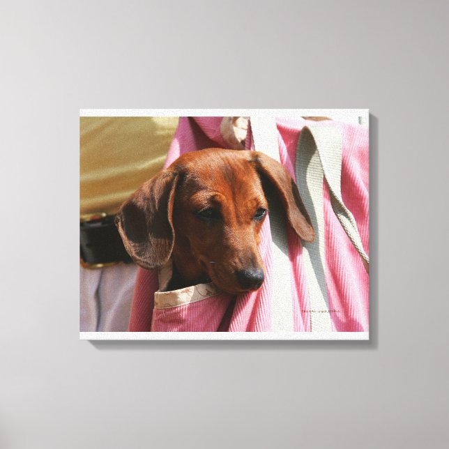 Lienzo Dachshund Puppy (Anverso)