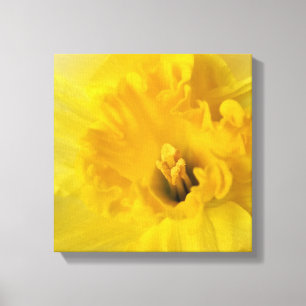 Lienzo daffodil amarillo
