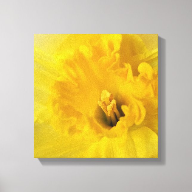 Lienzo daffodil amarillo (Anverso)