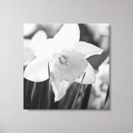 Lienzo Daffodil en blanco y negro