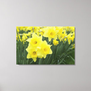 Lienzo Daffodils RF)