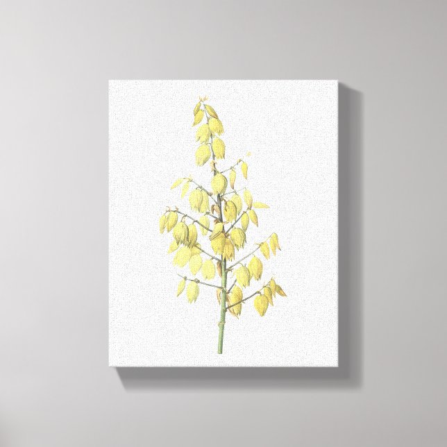Lienzo Daga española (Yucca gloriosa) de Redouté (Anverso)