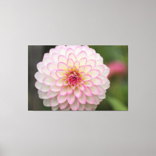 Lienzo Dahlia blanca con flor de costilla rosa