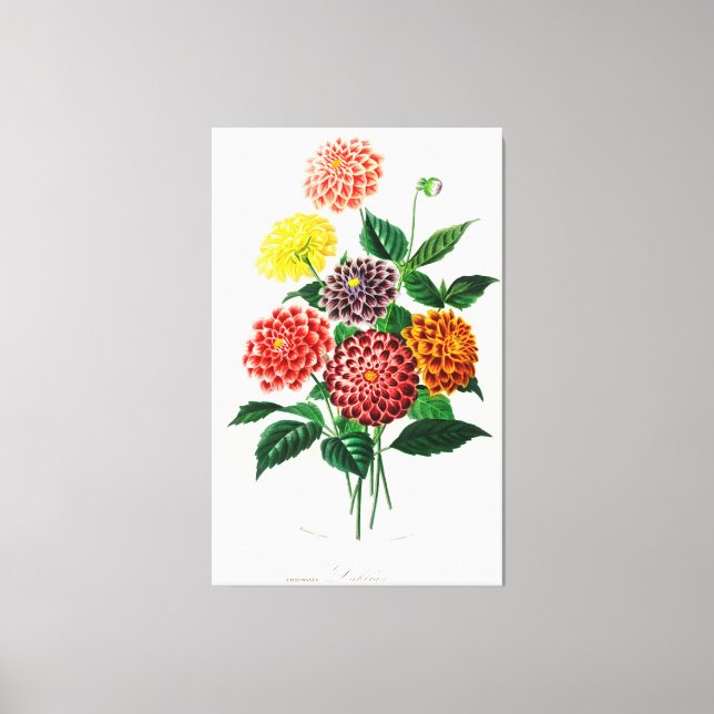 Lienzo Dahlia ilustrada (Anverso)