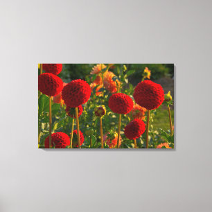 Lienzo Dahlias, granja de dahlias, Canby, Oregón, EE. UU.