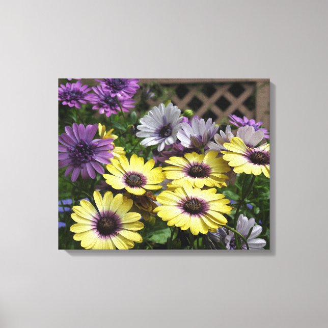 Lienzo Daisies africanos amarillos y morados (Anverso)