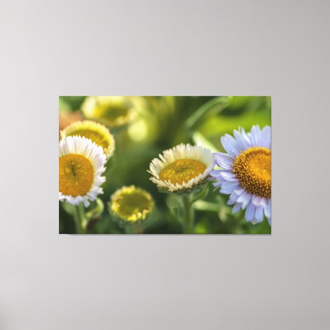 Lienzo Daisies costeros (Anverso)