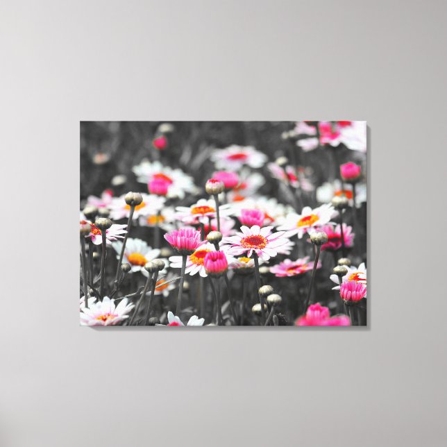 Lienzo Daisies rosados: Fotografía con salpicaduras de co (Anverso)