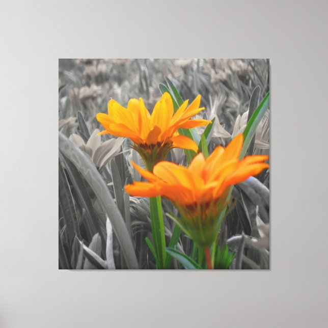 Lienzo Daisies Wrapped Canvas (Anverso)