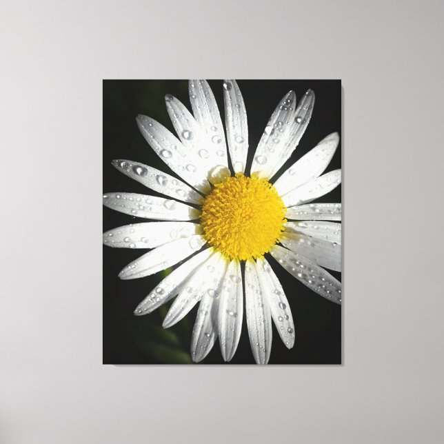 Lienzo Daisy (Anverso)