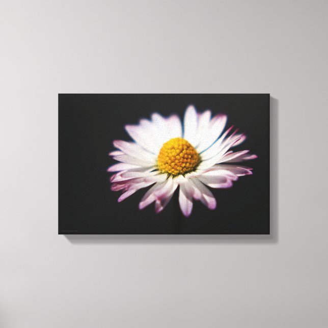 Lienzo Daisy común 16.50x11 (41.25x27.5cm) waca (Anverso)