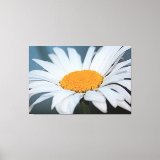 Lienzo Daisy con grises azules (Anverso)