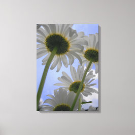 Lienzo Daisy Day Wraped Canvas