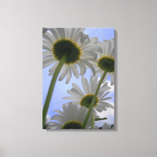 Lienzo Daisy Day Wraped Canvas
