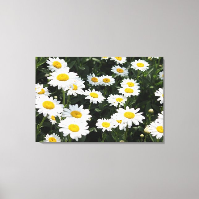 Lienzo Daisy Days Stretch Canvas Print (Anverso)