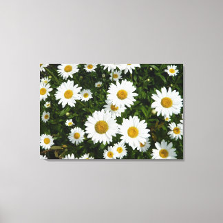 Lienzo Daisy Delight