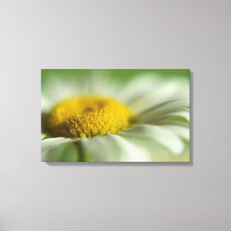 Lienzo Daisy fresco